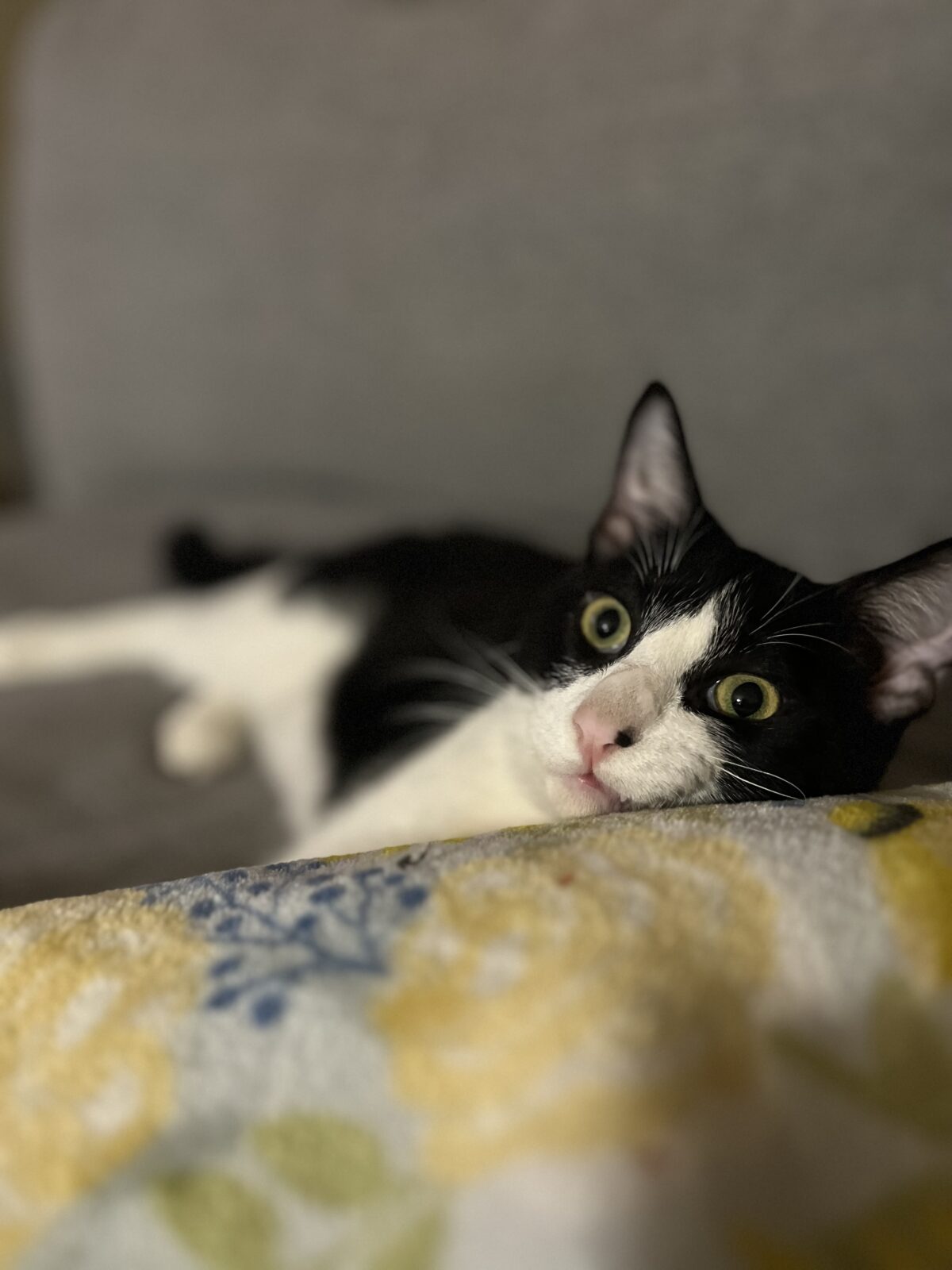 Flynn